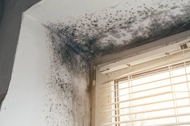 Affordable Basement Mold Removal solutions in Lawrenceville, VA